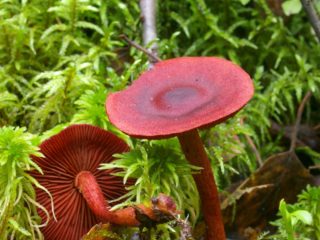 Zirnekļa tīkls asinīs sarkans: foto un apraksts