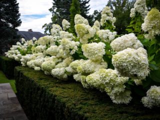 Hydrangea paniculata Tardiva: penanaman dan penjagaan, pembiakan, ulasan