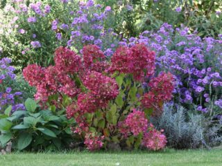 Hydrangea paniculata Diamond Rouge: kuvaus, karsiminen, valokuvat ja arvostelut
