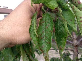Cherry coccomycosis: kontroll- och förebyggande åtgärder, behandling, sprutning