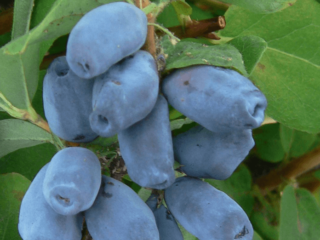 Kaprifol variasjon Malvina: anmeldelser, pollinatorer, planting og stell