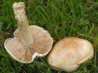 Hebeloma lipīga (Valui false): ēdamība, apraksts un fotoattēls