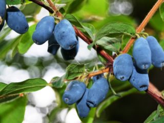 Honeysuckle Gerda: penerangan pelbagai, gambar, pendebunga dan ulasan