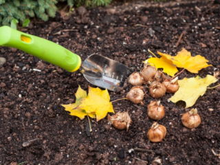 Florist månkalender för oktober 2019: transplantation, plantering, vård