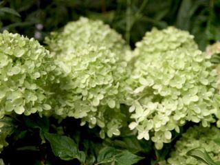 Hydrangea paniculata Diamantino: beskrivning av sorten, reproduktion, foto