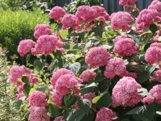 Pokok Hydrangea Pink Anabel: penerangan, penanaman dan penjagaan, ulasan