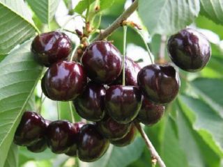 Körsbär (hertig, VCG, söt körsbär) Spartanka: sortbeskrivning, foton, recensioner, pollinatorer, plantering och vård