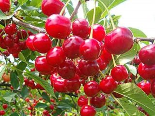 ความงามของ Cherry Zherdevskaya: คำอธิบายที่หลากหลาย + บทวิจารณ์แมลงผสมเกสร
