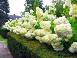 Hydrangea Magic Mont Blanc: ulasan, penanaman dan penjagaan