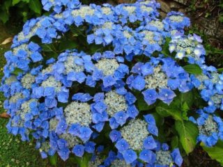 Hydrangea Blaumais: penerangan, penanaman dan penjagaan, ulasan