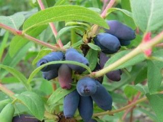 Honeysuckle Zest: pendebunga, penanaman dan penjagaan, ulasan tukang kebun