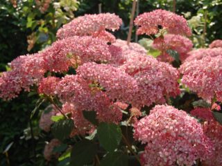 Pokok Hydrangea Inkredibol: penanaman dan penjagaan, foto, ulasan