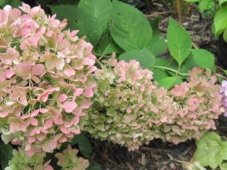 Hydrangea paniculata Pastel Green: foto, descrizione, recensioni e video
