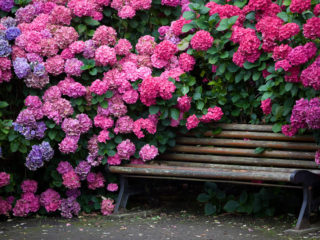 Hydrangea paniculata Pinky Winky: penerangan, saiz, ulasan dan gambar