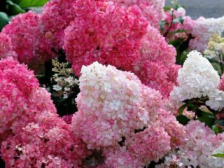 Hydrangea paniculata Sunday Fries: penerangan, foto dan ulasan
