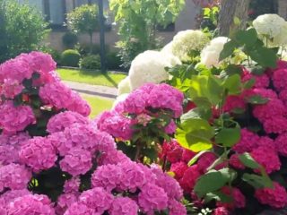 Hydrangeas dalam reka bentuk landskap sebuah pondok musim panas
