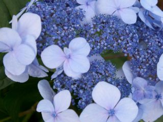 Hortensia ikuinen kesä: kuvaus, istutus ja hoito, talvikestävyys, arvostelut