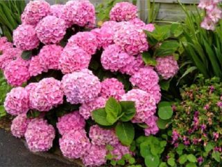 Kuinka levittää hydrangeaa pistokkailla keväällä