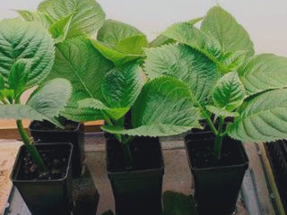 Hydrangea: seperti apa benih, gambar, bagaimana tumbuh dari anak benih