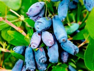 Honeysuckle: varieti terbaik untuk pembiakan, penanaman dan penjagaan Ural