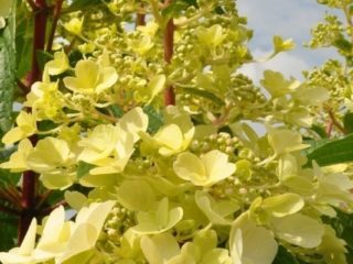 Hortensia-kandeliitti: lajikkeen kuvaus, kopio, valokuva