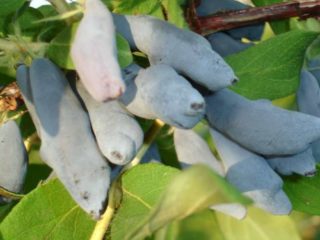 Sausserdis izvēlēts: šķirnes apraksts, fotogrāfijas un atsauksmes