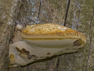 Piptoporus oak (Tinder oak): foto dan keterangan