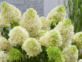 Hydrangea Skyfall: penerangan, penanaman dan penjagaan, foto
