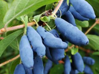 Honeysuckle Viola: pelbagai penerangan, foto dan ulasan