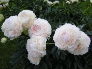 Peony Solange: foto og beskrivelse, anmeldelser