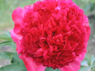 ประสิทธิภาพคำสั่ง Peony: ภาพถ่ายและคำอธิบายบทวิจารณ์
