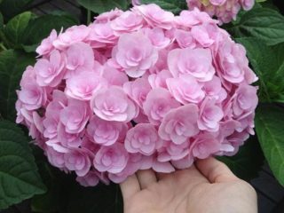 Hydrangea Yu dan Mi Love berdaun besar: penanaman dan penjagaan, ulasan