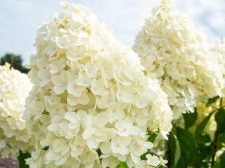 Hydrangea Summer Snow: penerangan, penanaman dan penjagaan, foto