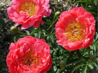 Peony Coral Sunset: kuva ja kuvaus, arvostelut