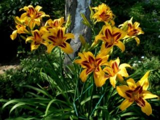 Daylily Bonanza: descriere, fotografie, plantare și îngrijire