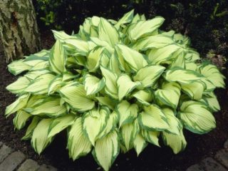 Hosta Fortune Albopicta: kuvaus, valokuvia, arvosteluja