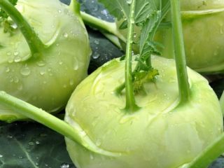 Kubis Kohlrabi: sifat berguna dan kontraindikasi