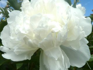 Peony Duchesse de Nemours (Duchesse de Nemours): foto och beskrivning, recensioner
