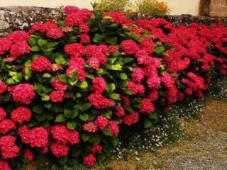 Hortensia Royal Red: kuvaus, istutus ja hoito, lisääntyminen