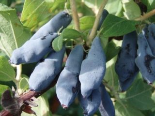 Pašapputes sausserža šķirnes: apputeksnētāji, kādā attālumā stādīt