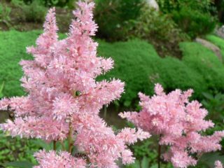 Astilba Peach Blossom: kuva ja kuvaus