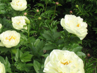 Peony Lemon Chiffon (Lemon Chiffon): ภาพและคำอธิบายบทวิจารณ์