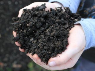 Augsne sausserdim: prasības, sastāvs, kā sagatavoties stādīšanai