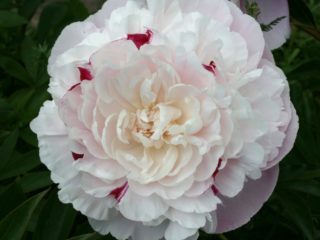 Peony Nick Shaylor: kuva ja kuvaus, arvostelut