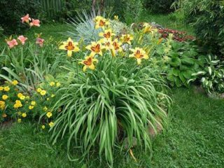 Daylily Frans Hals: beskrivelse og fotos, anmeldelser