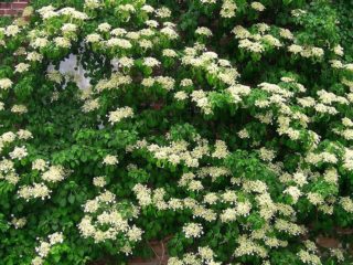 Hortensia forfulgt Miranda: planting og stell, bilder, anmeldelser