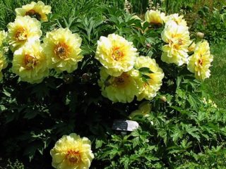 Peony Garden Trezhe (Harta Karun Kuning): foto dan keterangan mengenai pelbagai, ulasan
