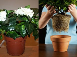 Hortenzija atstāj sausas malas: bieži sastopami iemesli, kā rīkoties