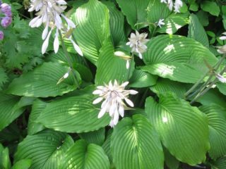 Hosta กล้า: ภาพถ่ายและคำอธิบายของพันธุ์ Grandiflora, Aphrodite