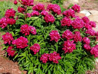 Peony Kansas: ภาพถ่ายและคำอธิบายบทวิจารณ์
